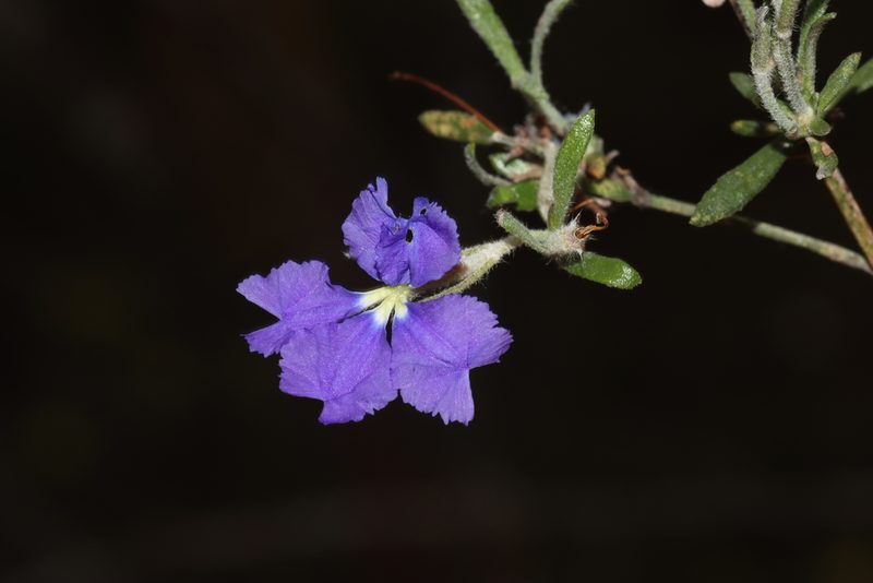 Dampiera lavandulacea, photographed by T. Hammer