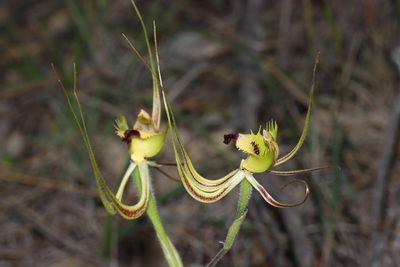Caladenia falcata, photographed by T. Hammer