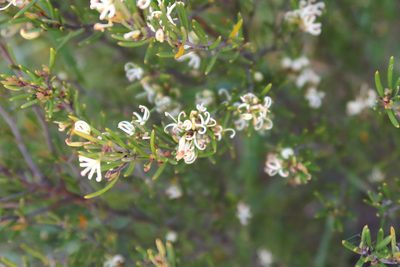 Grevillea australis, photographed by Kiri Bee