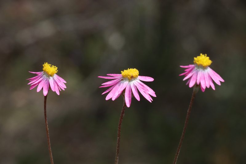 Lawrencella rosea, photographed by T. Hammer