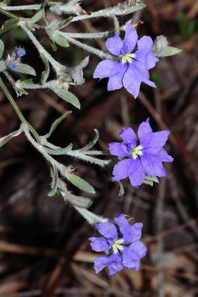 Dampiera lavandulacea, photographed by T. Hammer
