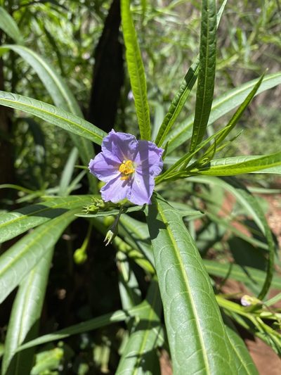 Solanum vescum, photographed by Greg Tasney