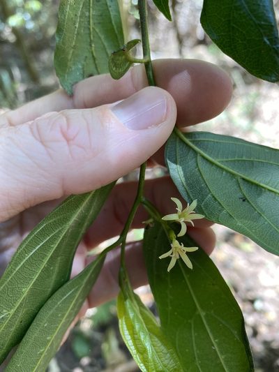 Alangium villosum, photographed by Greg Tasney