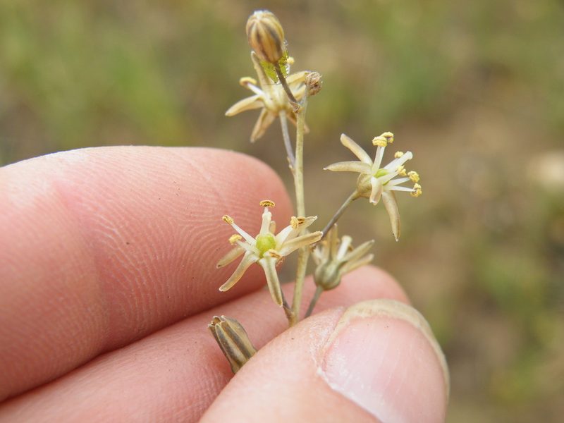 Urginavia multisetosa, photographed by Antoinette Eyssell Knox