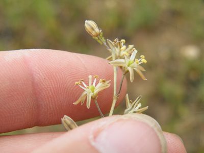 Urginavia multisetosa, photographed by Antoinette Eyssell Knox