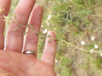 Urginavia multisetosa, photographed by Antoinette Eyssell Knox