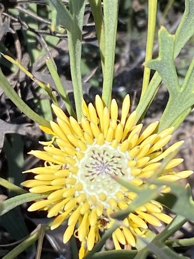 Isopogon petiolaris, photographed by Greg Tasney