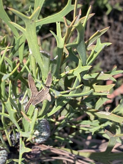 Isopogon petiolaris, photographed by Greg Tasney
