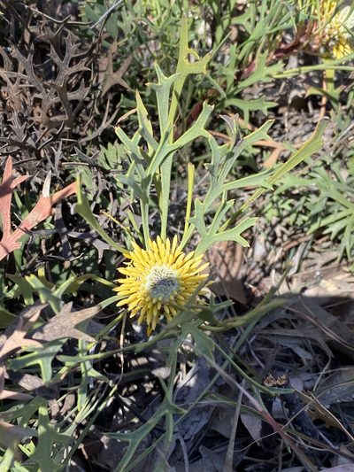 Isopogon petiolaris, photographed by Greg Tasney