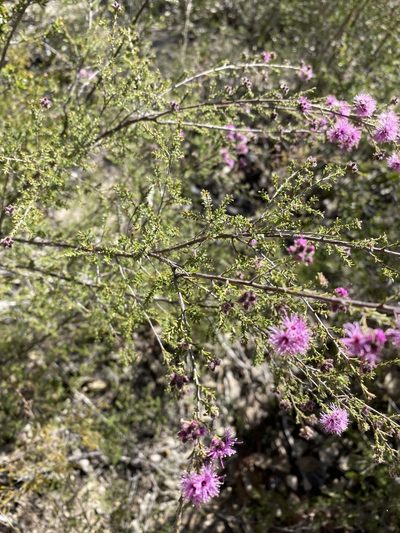 Kunzea obovata, photographed by Greg Tasney