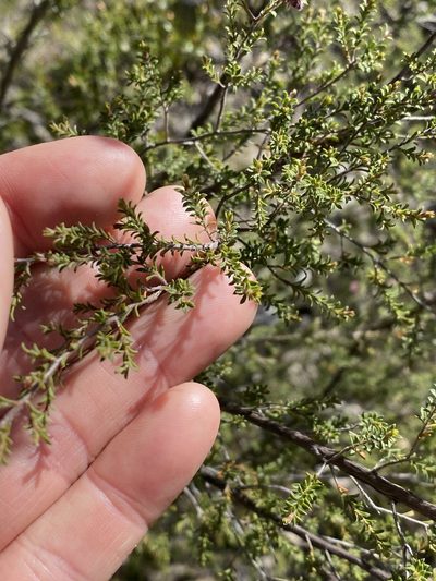 Kunzea obovata, photographed by Greg Tasney