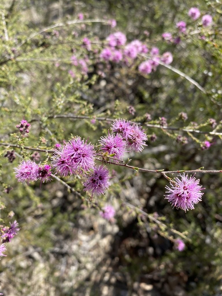 Kunzea obovata, photographed by Greg Tasney