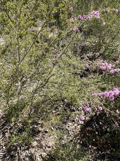 Kunzea obovata, photographed by Greg Tasney