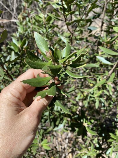 Persoonia cornifolia, photographed by Greg Tasney