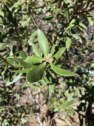 Persoonia cornifolia, photographed by Greg Tasney