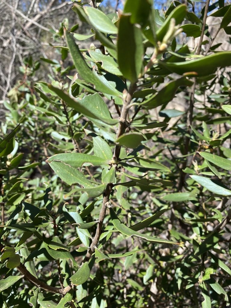 Persoonia cornifolia, photographed by Greg Tasney