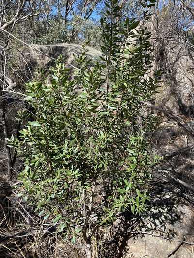 Persoonia cornifolia, photographed by Greg Tasney