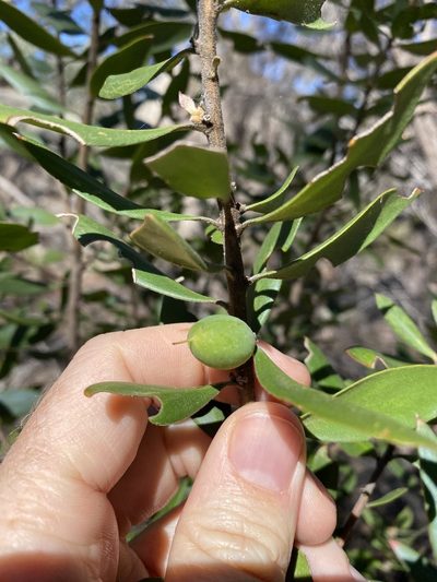Persoonia cornifolia, photographed by Greg Tasney