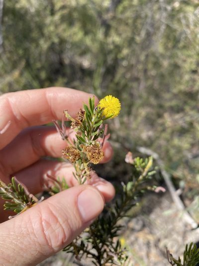 Acacia torringtonensis, photographed by Greg Tasney