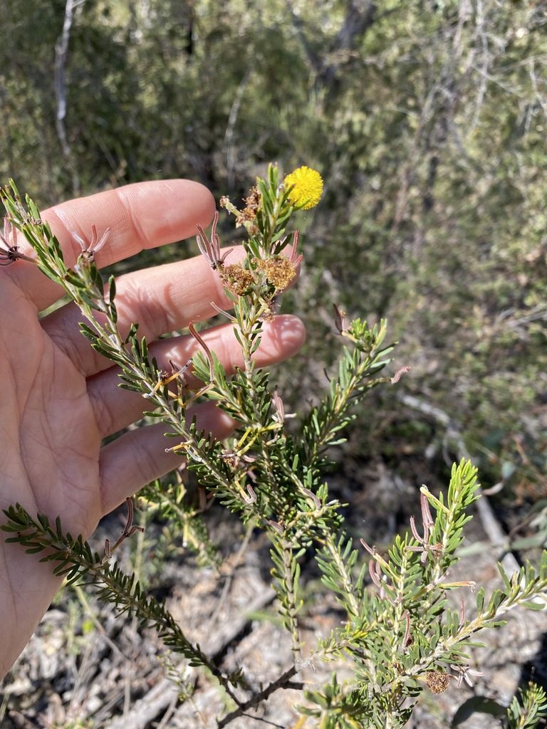Acacia torringtonensis, photographed by Greg Tasney