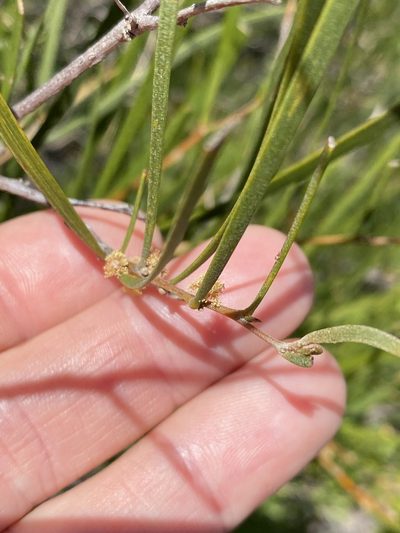 Acacia granitica, photographed by Greg Tasney