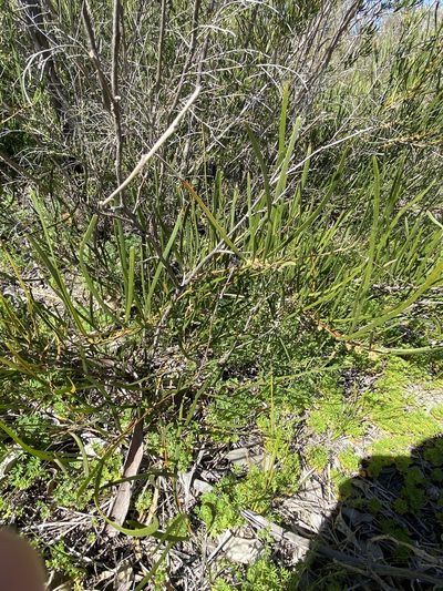 Acacia granitica, photographed by Greg Tasney