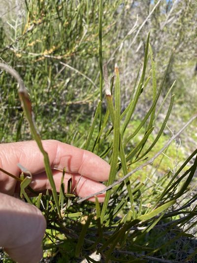 Acacia granitica, photographed by Greg Tasney