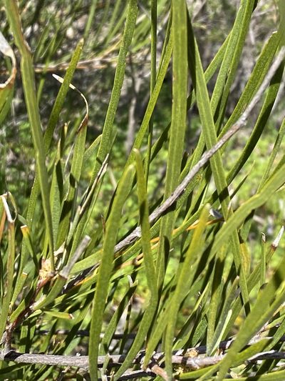 Acacia granitica, photographed by Greg Tasney