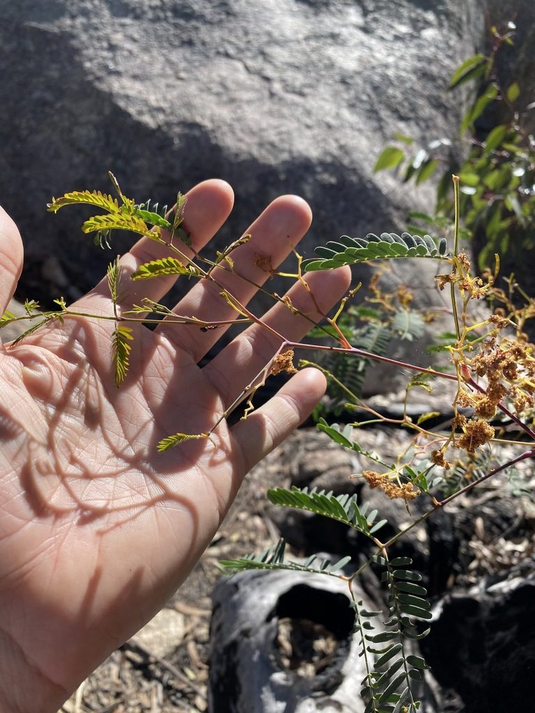 Acacia pruinosa, photographed by Greg Tasney