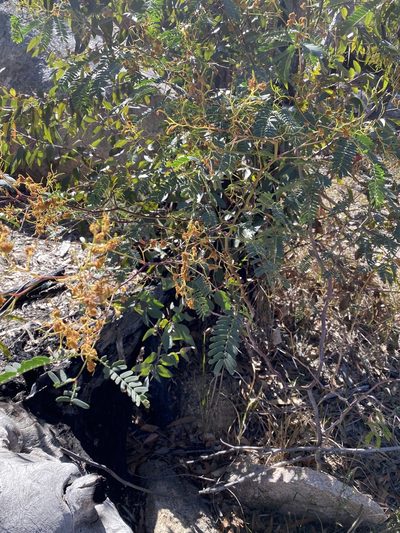 Acacia pruinosa, photographed by Greg Tasney
