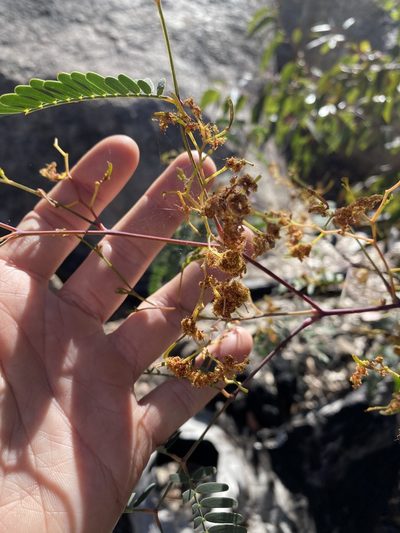 Acacia pruinosa, photographed by Greg Tasney