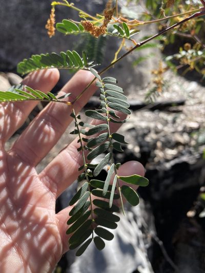Acacia pruinosa, photographed by Greg Tasney