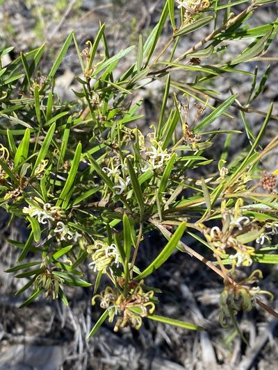 Grevillea viridiflava, photographed by Greg Tasney