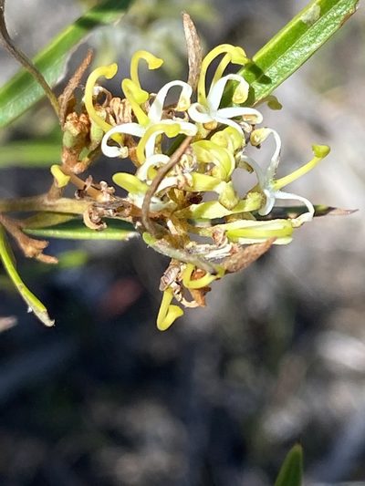 Grevillea viridiflava, photographed by Greg Tasney