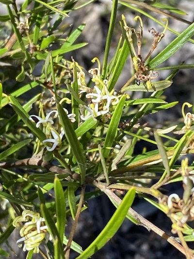 Grevillea viridiflava, photographed by Greg Tasney