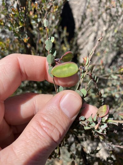 Bossiaea rhombifolia, photographed by Greg Tasney