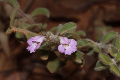 Hemigenia incana, photographed by T. Hammer