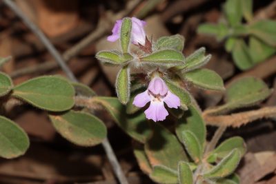 Hemigenia incana, photographed by T. Hammer