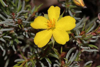 Hibbertia hibbertioides, photographed by T. Hammer
