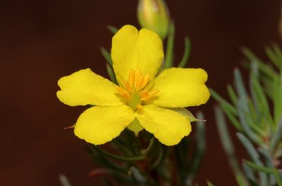 Hibbertia hibbertioides, photographed by T. Hammer