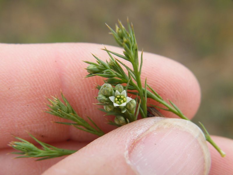 Thesium costatum, photographed by Antoinette Eyssell Knox