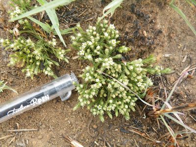 Thesium costatum, photographed by Antoinette Eyssell Knox