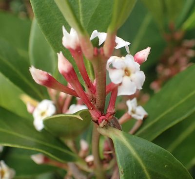 Acokanthera oppositifolia, photographed by Nicola van Berkel