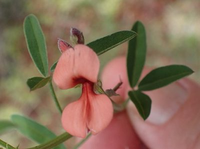 Indigofera candicans, photographed by Nicola van Berkel