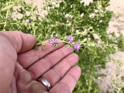 Lycium parishii, photographed by CK2AZ