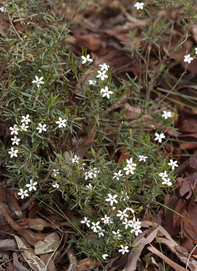 Ricinocarpos undulatus, photographed by T. Hammer