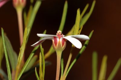 Ricinocarpos undulatus, photographed by T. Hammer