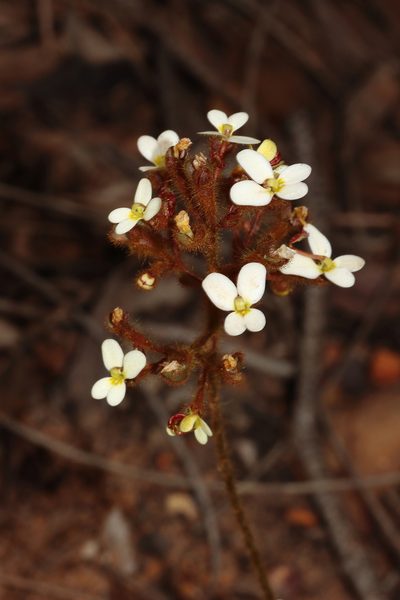 Stylidium ciliatum, photographed by T. Hammer