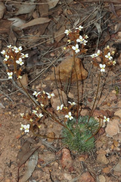 Stylidium ciliatum, photographed by T. Hammer