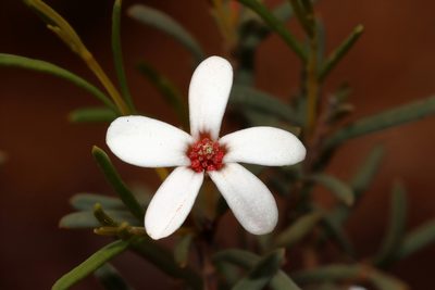 Ricinocarpos undulatus, photographed by T. Hammer